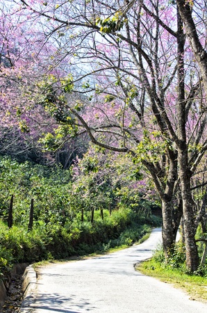 thailand Sakura pink flower in ChiangMai, Thailandの写真素材