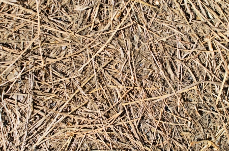 Fallen pine leaves textureの写真素材