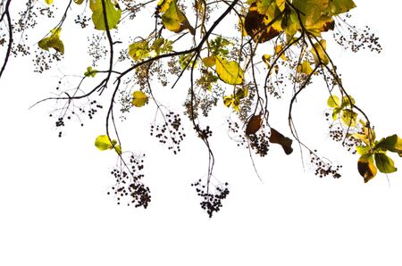 teak leaf on white backgroundの写真素材