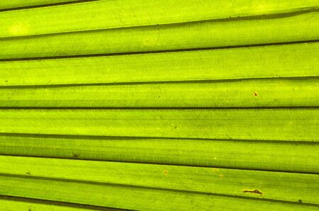 Palm leaf with diagonal lines (Kerriodoxa elegans, scientific name)の写真素材