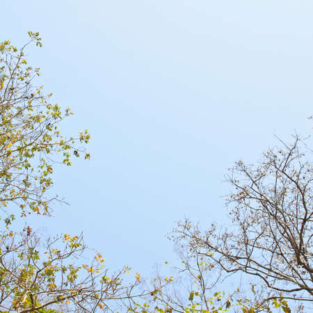 leaves on blue skyの写真素材