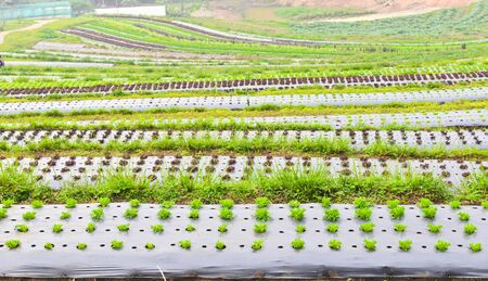 Terraced plant farm at chiang mai , thailand