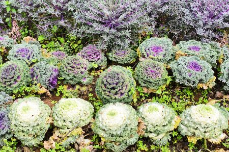 Color cabbage garden at chiang mai, thailandの写真素材