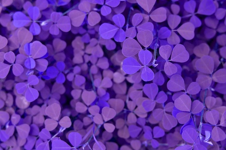 Creeping lady's sorrel Backgroundの写真素材