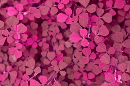 Creeping lady's sorrel Backgroundの写真素材