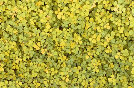 green texture , Creeping lady's sorrel textureの写真素材
