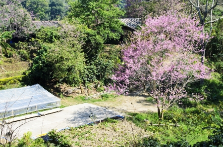 thailand Sakura pink flower in ChiangMai, Thailandの写真素材