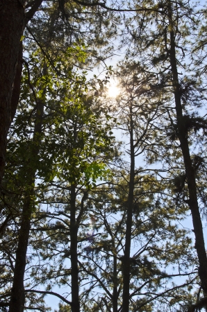 sun and pine tree top viewの写真素材