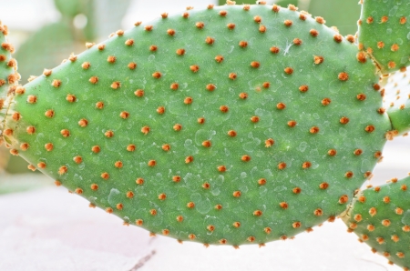 Opuntia rufida engelm cactus textureの写真素材