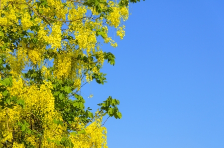 yellow Flowers of Golden Shower Tree in summer.の写真素材