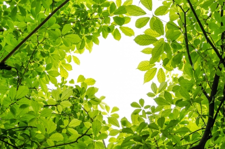 Green leaves backgroundの写真素材