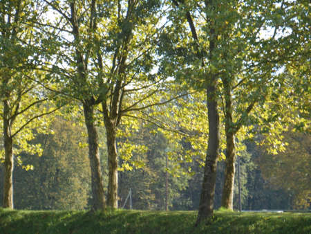Sunlight through the big trees beside the narrow roadの写真素材