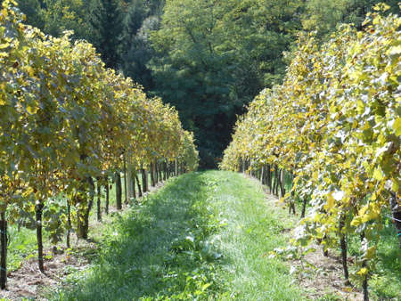 view of wine yard area in Steiermark, Austriaの写真素材