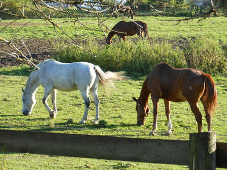 A nice clear Day with those Horsesの写真素材