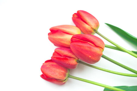 red tulip bouquet isolated on whiteの写真素材
