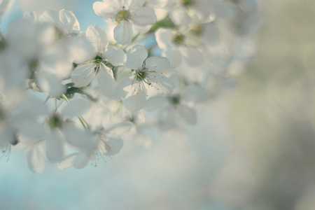 spring white cherry blossom background with space