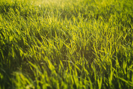 spring fresh plant  and grass backgroundの写真素材
