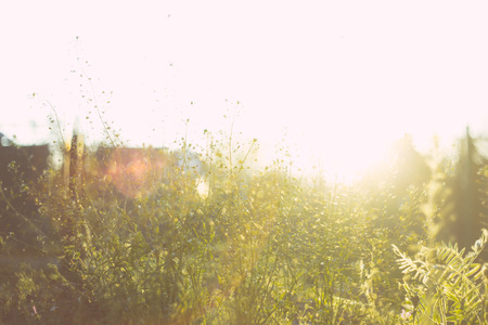spring fresh plant  and grass backgroundの写真素材