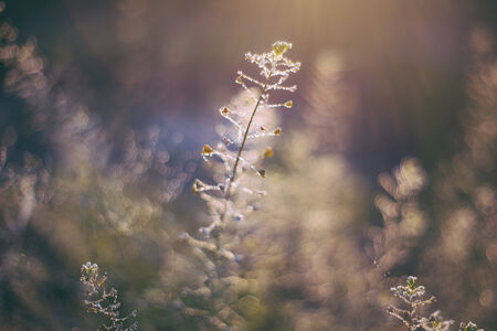 abstract summer sunset background in a field with dewの写真素材