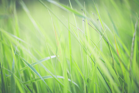 spring fresh abstract background