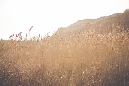 Golden ears of wheat on the field with Sunset light.の写真素材