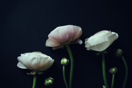 three ranunculus on black background with instagram effects