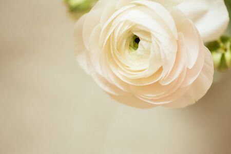 tender pink ranunculus flower petals with free space