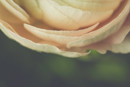 tender pink ranunculus flower petals