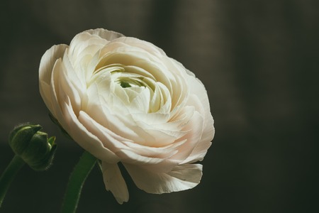 tender white ranunculus flower petalsの写真素材