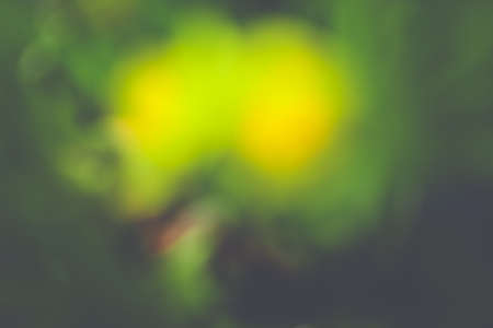 spring fresh plant smooth abstract backgroundの写真素材