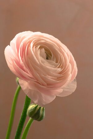 tender pink ranunculus flower with bud