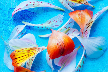bunch of color petals on blue backgroundの写真素材