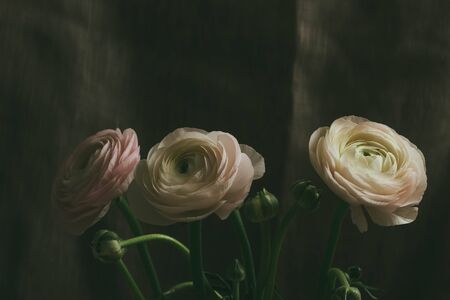 tender white ranunculus flower petals