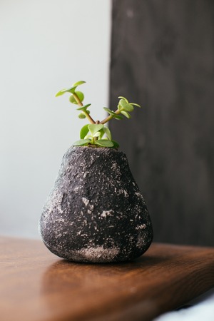 Succulents in concrete pot. Scandinavian hipster home decorationの写真素材