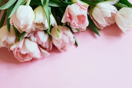 beautiful tulips on pink backgroundの写真素材
