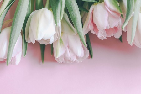 beautiful tulips on pink backgroundの写真素材