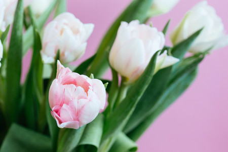 beautiful tulips on pink background
