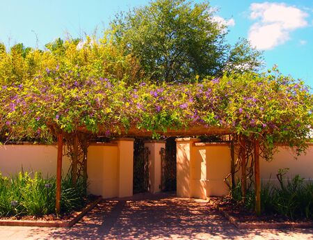 Beautiful arbor covered in Wysteria like vine and surrounded by tropical botanicals の写真素材