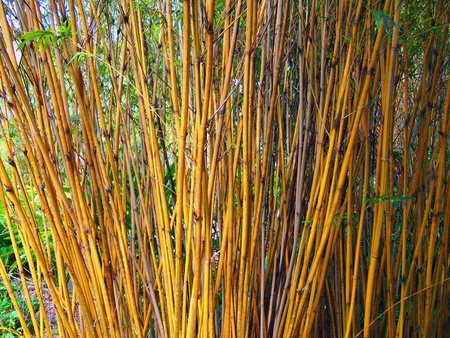 Thick bamboo stalks amongst other tropical botanicals の写真素材