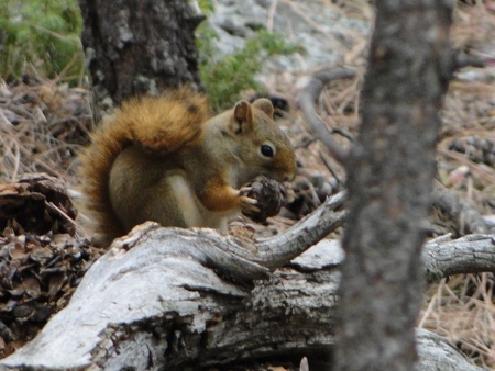 Close up of Squirrel eating の写真素材