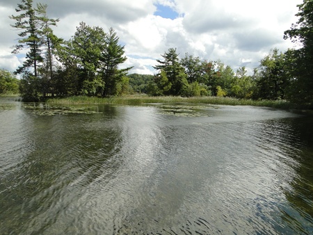 Scenic lake with lily pads surrounded by trees and cat tails.の写真素材