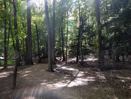 Sunlit forest with beautiful trees and foliage.                               の写真素材