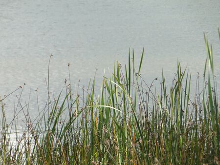 Scenic marshland water and plants.の写真素材