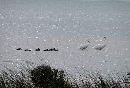 Family of swans swimming on Lake Greer in Michigan.の写真素材