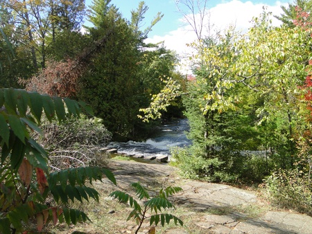 Sunlit stream/river running through woodland area.                               の写真素材