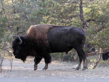 An American Bison, also known as the American Buffalo                         の写真素材