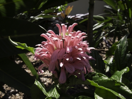 Pink blossom.の写真素材
