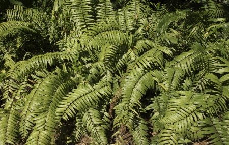 Ferns in sunlight.の写真素材