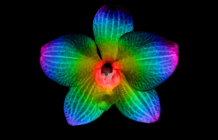 Glow Flowerの写真素材