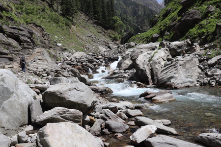 A river flowing in the valley in the deep forest in himalaya surrounded by the tall pine treesの写真素材